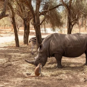 Explore Discover Senegal & Ghana - 12 Days for 12 days with Continent Tours and discover unforgettable experiences - Photo 5