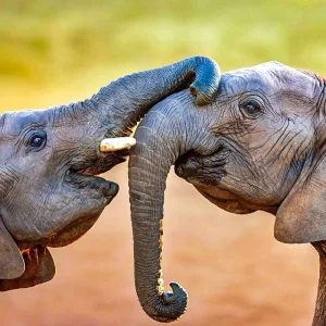 Explore Customized Private Garden Route Adventure of South Africa, Daily Departure for 10 days with Agate Travel and discover unforgettable experiences - Photo 6