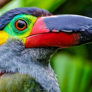 Explore Tailor-Made 5 Days Private Guyana Tour with Kaieteur Falls, Daily Depart for 5 days with Agate Travel and discover unforgettable experiences - Photo 6