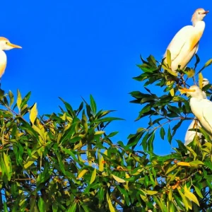 Explore Tailor-Made 9 Days Adventure to Enchanting Guyana, Daily Departure for 9 days with Agate Travel and discover unforgettable experiences - Photo 4