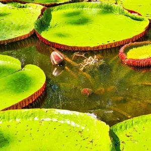 Explore Tailor-Made 9 Days Adventure to Enchanting Guyana, Daily Departure for 9 days with Agate Travel and discover unforgettable experiences - Photo 7