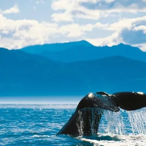 Explore Natural Wonders of New Zealand (from Christchurch to Auckland) for 19 days with DERTOUR and discover unforgettable experiences - Photo 3