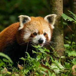 Explore Eastern Himalayan Retreat: Darjeeling & Gangtok Expedition for 6 days with Agora Voyages OPC Pvt Ltd and discover unforgettable experiences - Photo 8