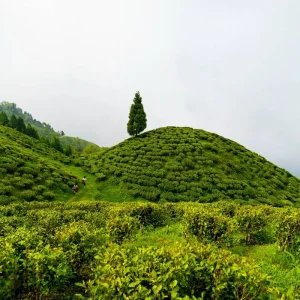 Explore Eastern Himalayan Retreat: Darjeeling & Gangtok Expedition for 6 days with Agora Voyages OPC Pvt Ltd and discover unforgettable experiences - Photo 9