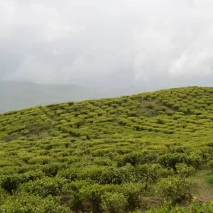 Explore Eastern Himalayan Retreat: Darjeeling & Gangtok Expedition for 6 days with Agora Voyages OPC Pvt Ltd and discover unforgettable experiences - Photo 10
