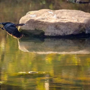 Explore Jabalpur to Bandhavgarh: Wildlife Expedition and Beyond for 3 days with Agora Voyages OPC Pvt Ltd and discover unforgettable experiences - Photo 3