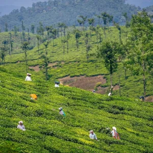 Explore Enchanting Coimbatore: A Cultural Expedition for 3 days with Agora Voyages OPC Pvt Ltd and discover unforgettable experiences - Photo 2