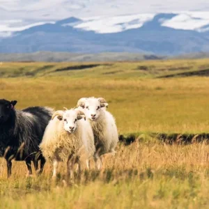 Explore South West Iceland in vacation homes for 8 days with DERTOUR and discover unforgettable experiences - Photo 4