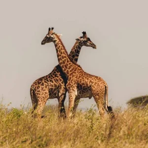 Explore Tanzania Family Safari for 8 days with Intrepid Travel and discover unforgettable experiences - Photo 3