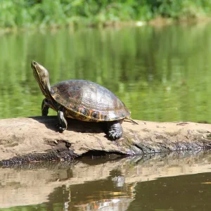 Explore Costa Rica Wellness & Adventure Retreat 8-Day for 8 days with Across Caribbean Excursions and discover unforgettable experiences - Photo 2