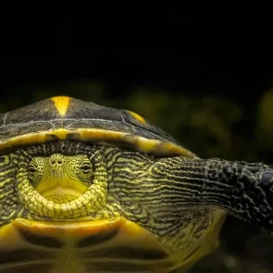 Explore Costa Rica Wellness & Adventure Retreat 8-Day for 8 days with Across Caribbean Excursions and discover unforgettable experiences - Photo 4