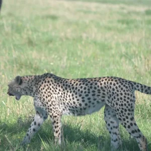 Explore 7-Day Kenya Safari: Masai Mara, Naivasha & Nakuru Lodges & Camps for 7 days with Exciting Africa Holidays and discover unforgettable experiences - Photo 11