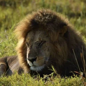 Explore 6 Days Kenya Budget 4x4 Group Safari – Maasai Mara, Amboseli & Lake Nakuru Adventure for 6 days with Exciting Africa Holidays and discover unforgettable experiences - Photo 3