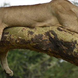 Explore 10 Days Ultimate Kenya Migration Lodge Safari – Wildebeest Migration & Big Five for 10 days with Exciting Africa Holidays and discover unforgettable experiences - Photo 11