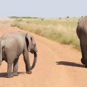 Explore 12-Day Tanzania & Kenya Budget Camping Safari – Serengeti, Ngorongoro & Masai Mara for 12 days with Exciting Africa Holidays and discover unforgettable experiences - Photo 6