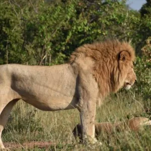 Explore 12-Day Tanzania & Kenya Budget Camping Safari – Serengeti, Ngorongoro & Masai Mara for 12 days with Exciting Africa Holidays and discover unforgettable experiences - Photo 7