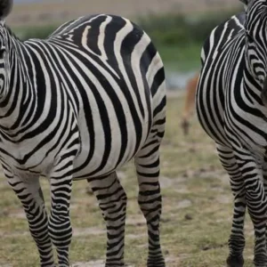 Explore 6 Days Kenya Budget 4x4 Group Safari – Maasai Mara, Amboseli & Lake Nakuru Adventure for 6 days with Exciting Africa Holidays and discover unforgettable experiences - Photo 8