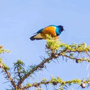 Explore 12-Day Tanzania & Kenya Budget Camping Safari – Serengeti, Ngorongoro & Masai Mara for 12 days with Exciting Africa Holidays and discover unforgettable experiences - Photo 10