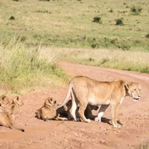 Explore 12-Day Tanzania & Kenya Budget Camping Safari – Serengeti, Ngorongoro & Masai Mara for 12 days with Exciting Africa Holidays and discover unforgettable experiences - Photo 11