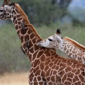 Explore Akagera National Park Rwanda: 2 Days Game Drive and Pastoralist Experience for 2 days with African Travellers and discover unforgettable experiences - Photo 3