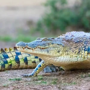 Explore Akagera National Park Rwanda: 2 Days Game Drive and Pastoralist Experience for 2 days with African Travellers and discover unforgettable experiences - Photo 4
