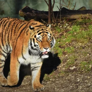 Explore Best of Golden Triangle Tour & Ranthambore: 4-Day Private Tour from Delhi for 4 days with Coxan Tours and discover unforgettable experiences - Photo 11