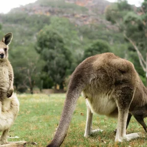 Explore Grampians National Park & Wildlife Escape for 1 days with Autopia Tours and discover unforgettable experiences - Photo 10