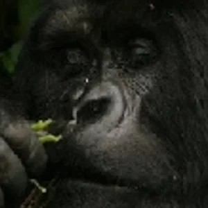Explore Wildlife Encounter (Reverse) for 13 days with Absolute Africa and discover unforgettable experiences - Photo 2
