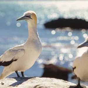 Explore Natural Wonders of New Zealand (from Auckland to Christchurch) for 19 days with DERTOUR and discover unforgettable experiences - Photo 2