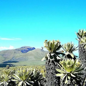 Explore 12 Days Andean Adventure: Traversing Ecuador's Icons and Hidden Gems for 12 days with Responsible Travel South America and discover unforgettable experiences - Photo 7