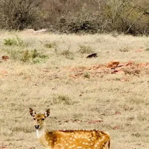 Explore Luxury Taj and Tigers Safari for 5 days with BeMetravels and discover unforgettable experiences - Photo 3