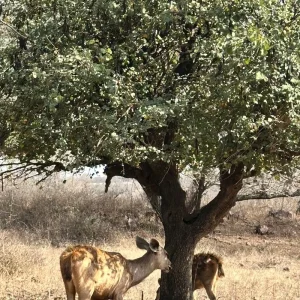 Explore Luxury Taj and Tigers Safari for 5 days with BeMetravels and discover unforgettable experiences - Photo 4
