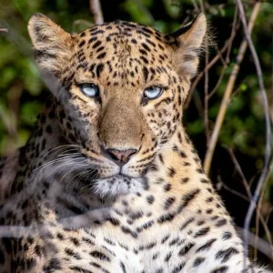 Explore Luxury Taj and Tigers Safari for 5 days with BeMetravels and discover unforgettable experiences - Photo 6