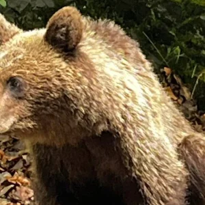 Explore Private 3-Day Transylvania Tour: Dracula Castle, Transfagarasan & Bear Watching for 3 days with Business Trans Protocol and discover unforgettable experiences - Photo 10