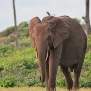 Explore Gabon: Gorillas and More, 5 Days for 5 days with Continent Tours and discover unforgettable experiences - Photo 3
