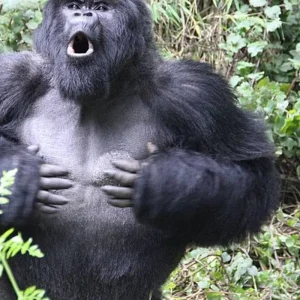 Explore Gabon: Gorillas and More, 5 Days for 5 days with Continent Tours and discover unforgettable experiences - Photo 4