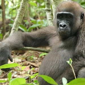 Explore Gabon: Gorillas and More, 5 Days for 5 days with Continent Tours and discover unforgettable experiences - Photo 6