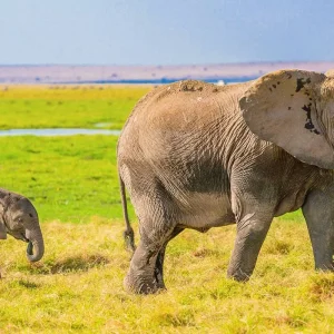 Explore Tailor-Made 11 Days Private Tanzania & Zanzibar Adventure, Daily Departure for 11 days with Agate Travel and discover unforgettable experiences - Photo 3
