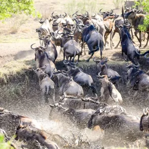Explore Tailor-Made 11 Days Private Tanzania & Zanzibar Adventure, Daily Departure for 11 days with Agate Travel and discover unforgettable experiences - Photo 4