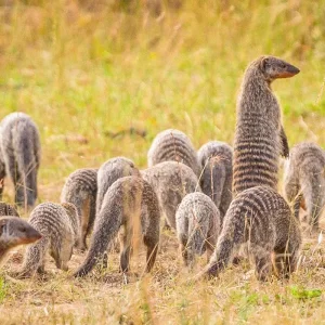Explore Tailor-Made 11 Days Private Tanzania & Zanzibar Adventure, Daily Departure for 11 days with Agate Travel and discover unforgettable experiences - Photo 5