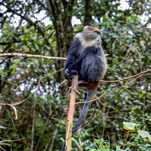 Explore Customized 7 Days Mount Kilimanjaro Trek, Daily Departure & Private Guide for 7 days with Agate Travel and discover unforgettable experiences - Photo 6