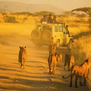 Explore Tailor-Made 11 Days Private Tanzania & Zanzibar Adventure, Daily Departure for 11 days with Agate Travel and discover unforgettable experiences - Photo 7