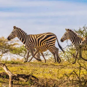 Explore Tailor-Made 11 Days Private Tanzania & Zanzibar Adventure, Daily Departure for 11 days with Agate Travel and discover unforgettable experiences - Photo 8