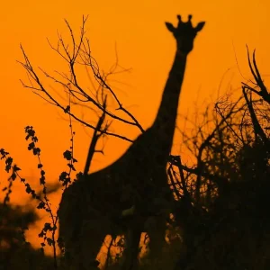 Explore Tailor-Made 11 Days Private Tanzania & Zanzibar Adventure, Daily Departure for 11 days with Agate Travel and discover unforgettable experiences - Photo 10