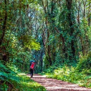 Explore Customized 7 Days Mount Kilimanjaro Trek, Daily Departure & Private Guide for 7 days with Agate Travel and discover unforgettable experiences - Photo 10