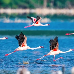 Explore Tailor-Made 11 Days Private Tanzania & Zanzibar Adventure, Daily Departure for 11 days with Agate Travel and discover unforgettable experiences - Photo 11