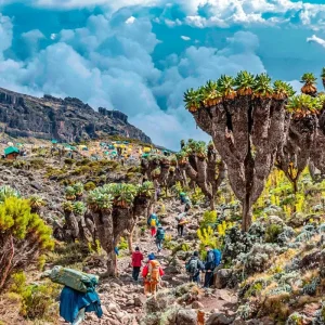 Explore Customized 7 Days Mount Kilimanjaro Trek, Daily Departure & Private Guide for 7 days with Agate Travel and discover unforgettable experiences - Photo 11