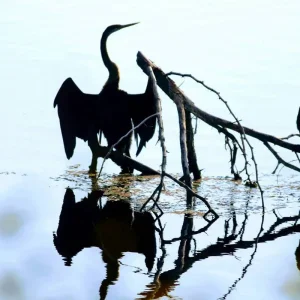 Explore Rajasthan Wildlife Tour for 10 days with Alkof Holidays and discover unforgettable experiences - Photo 5