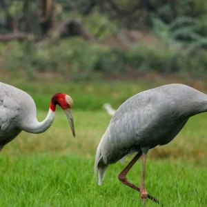 Explore Rajasthan Wildlife Tour for 10 days with Alkof Holidays and discover unforgettable experiences - Photo 7