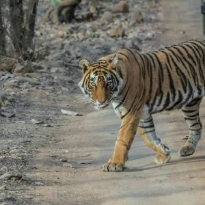 Explore Rajasthan Wildlife Tour for 10 days with Alkof Holidays and discover unforgettable experiences - Photo 9